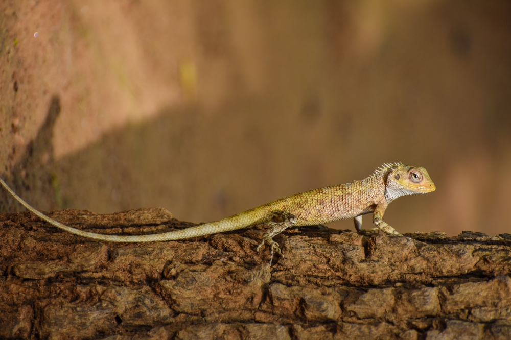 Lizard