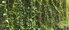 Crawler Leaves