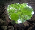 Nature art
