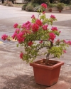 Potted plant