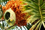 nest