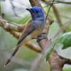 Black-naped monarch Birds