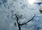 sky with tree branch