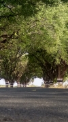 Way trees