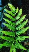 Fern Plant