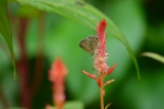 Butterfly on flower, butterfly, flower, red flower, plant, garden, home garden, 