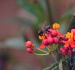 Bee on flower 