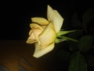 Yellow Rose