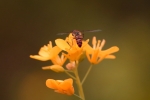 wastern honey bee