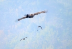 Crows plays with Vulture