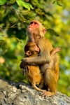 Mother Protection