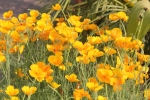 Cluster of orange flowers can be used as wall paper