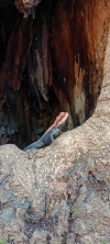 Rock agama  lizard 