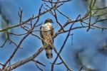 Crested honey buzard 