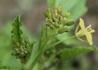 Green masturd flower 