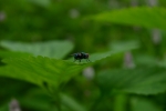 wild fly 