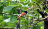 Bird Photography