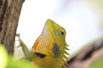 Chameleons