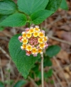 West Indian Lantana flowers 3