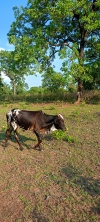 Pat cow 