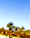 Beauty of flowers and sky