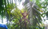 spider