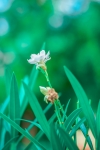 Flower Click