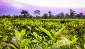 Tea Leaves Assam