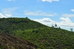Tea Garden 