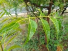 Neem leaf