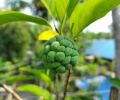 custard-apple, fruit 