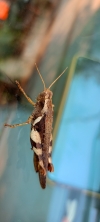 grasshopper3