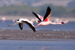 In Flight