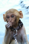 Monkey