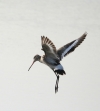 Flying bird