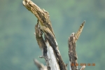 Wooden sculpture, woid, nature closeup, photography 