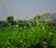 green, flower, village, field, photo