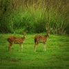 Spotted Deer