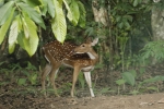The Deer 