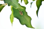 Wasp Nest in Tree