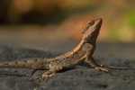 lizard 