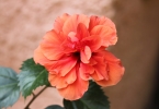 Hibicus