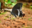 Common mormon butterfly kangervalleynationalpark jagdalpur 
