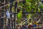 Love Birds - Green