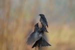 Pair of Black Drongo