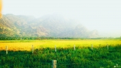 Paddy field 
