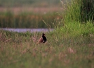 Red wattled lapwing