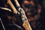 Kempfer cicada