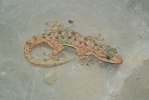 gecko image 