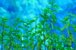 mulberry branches and leaf